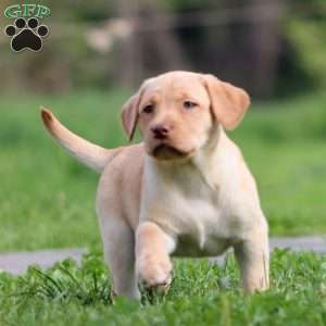 Petunia, Yellow Labrador Retriever Puppy