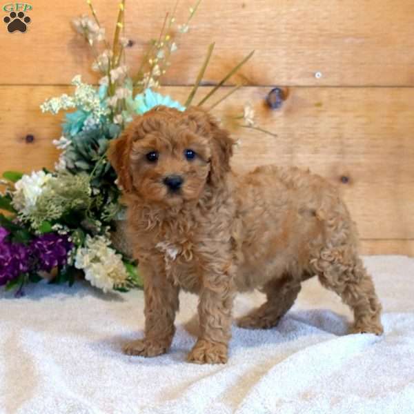 Petunia, Cavapoo Puppy