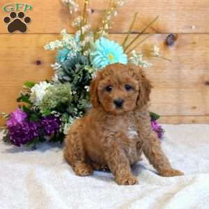 Petunia, Cavapoo Puppy