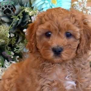 Petunia, Cavapoo Puppy