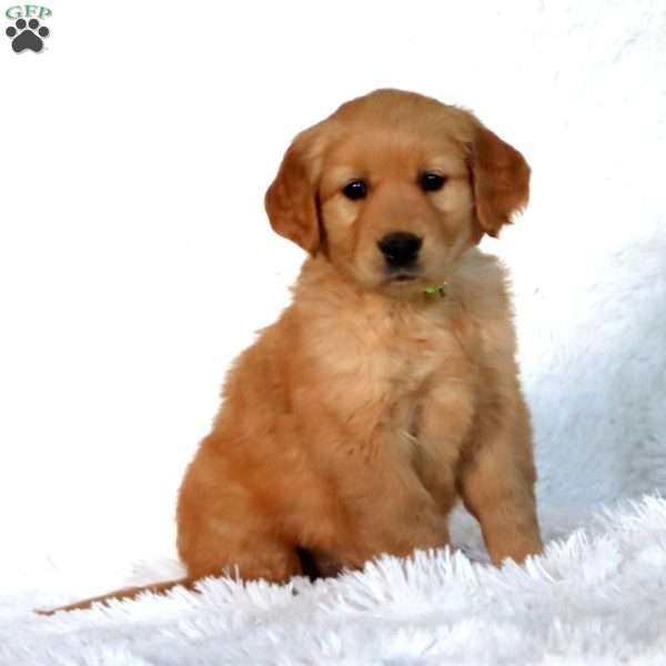 Petunia, Golden Retriever Puppy