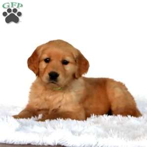 Petunia, Golden Retriever Puppy