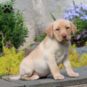 Petunia, Yellow Labrador Retriever Puppy