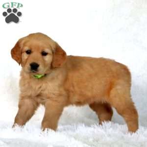 Petunia, Golden Retriever Puppy