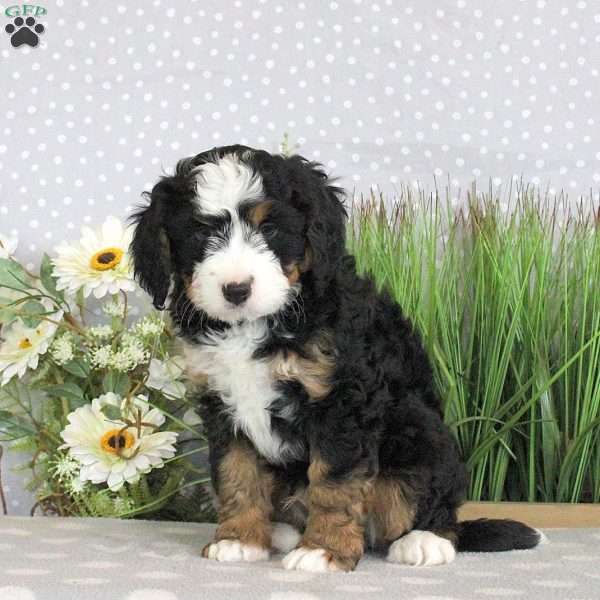 Phil, Mini Bernedoodle Puppy