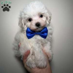 Yoshi- teacup, Maltipoo Puppy