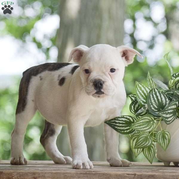 Apple, Olde English Bulldogge Puppy