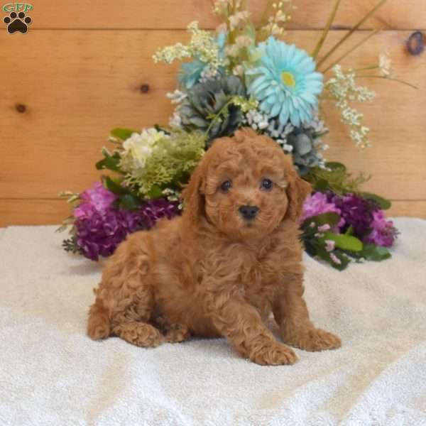 Pickles, Cavapoo Puppy