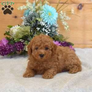 Pickles, Cavapoo Puppy