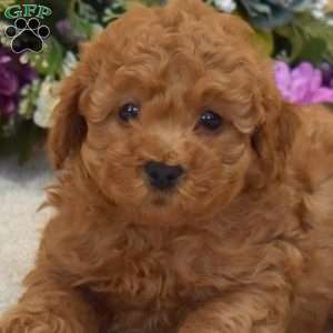Pickles, Cavapoo Puppy