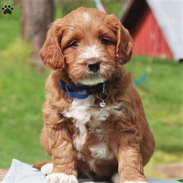 Pierrre, Mini Labradoodle Puppy