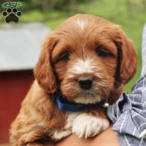 Pierrre, Mini Labradoodle Puppy