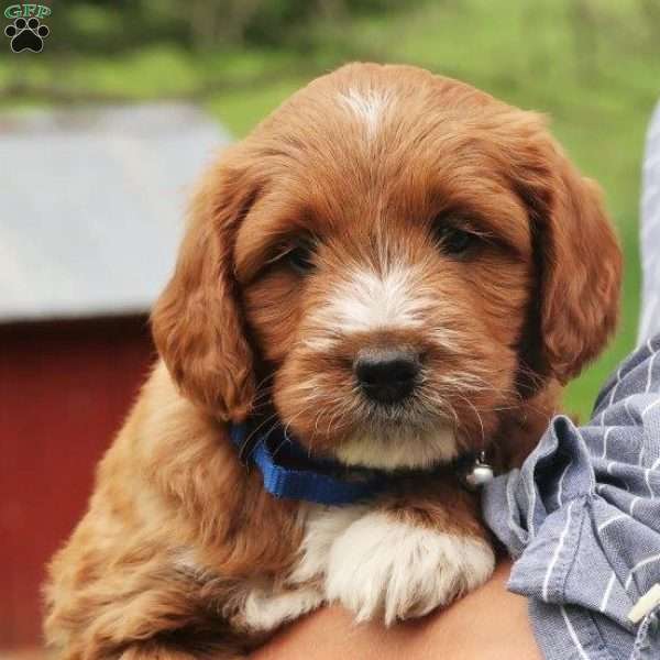Pierrre, Mini Labradoodle Puppy