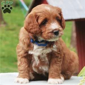 Pierrre, Mini Labradoodle Puppy