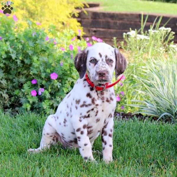 Pinto, Dalmatian Puppy
