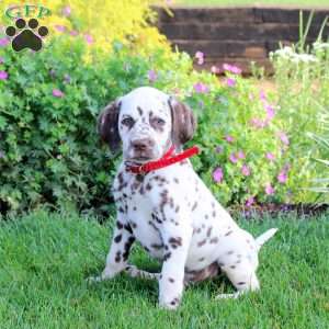Pinto, Dalmatian Puppy
