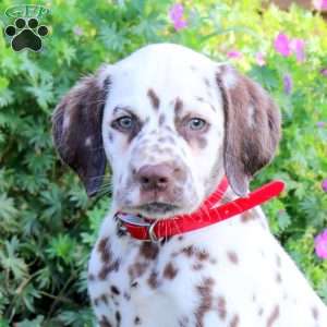 Pinto, Dalmatian Puppy