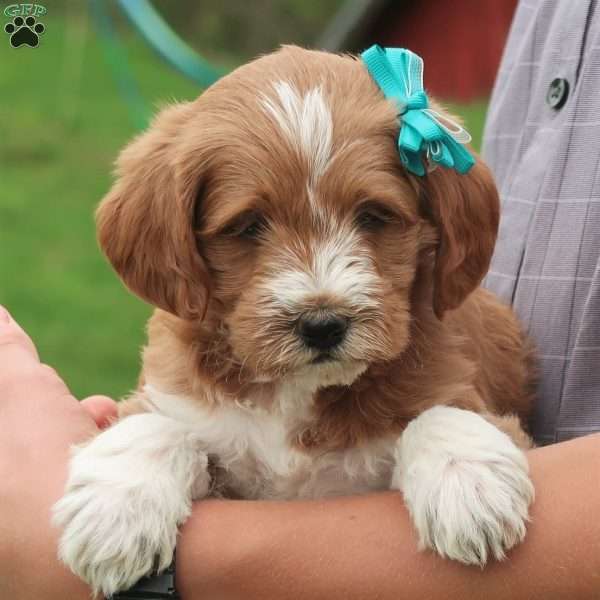 Piper, Mini Labradoodle Puppy