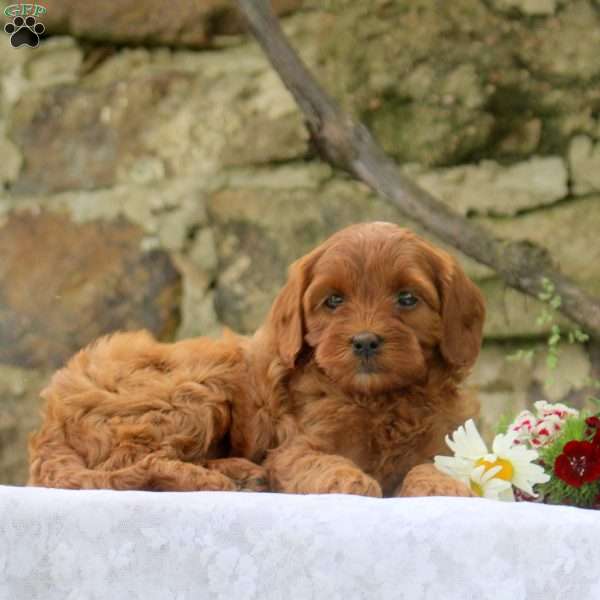 Piper, Cavapoo Puppy