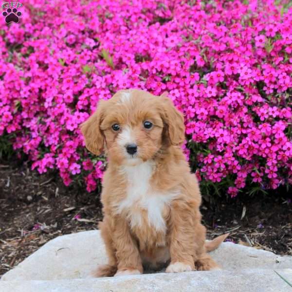 Piper, Cavapoo Puppy