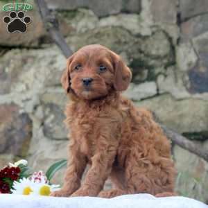 Piper, Cavapoo Puppy