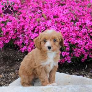 Piper, Cavapoo Puppy