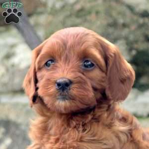 Piper, Cavapoo Puppy