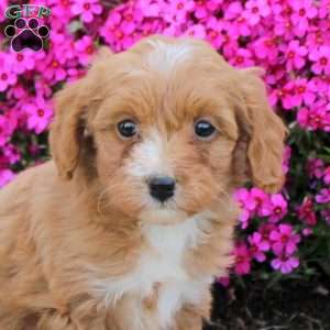 Piper, Cavapoo Puppy