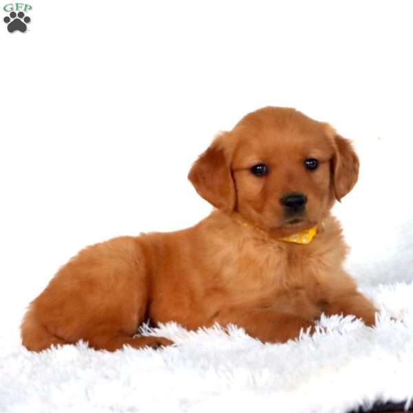 Piper, Golden Retriever Puppy