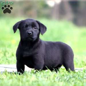 Black Labrador Retriever Puppies For Sale - Greenfield Puppies