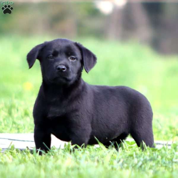 Piper, Black Labrador Retriever Puppy