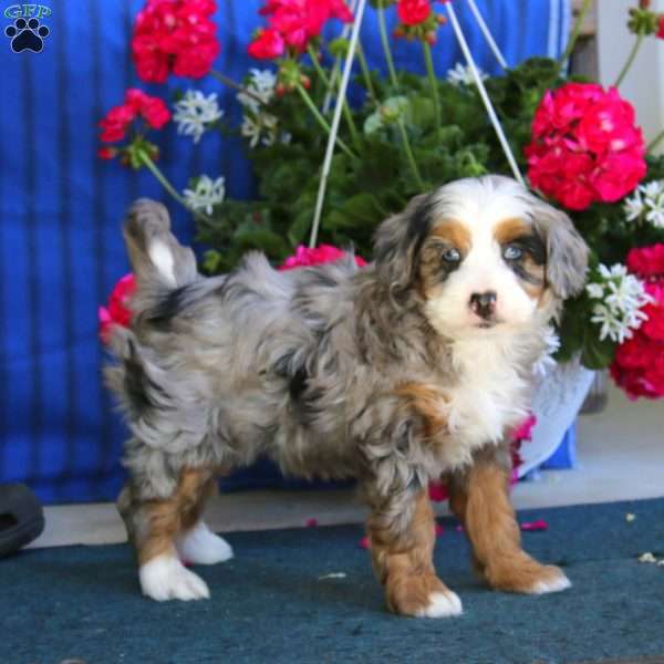 Piper, Mini Bernedoodle Puppy