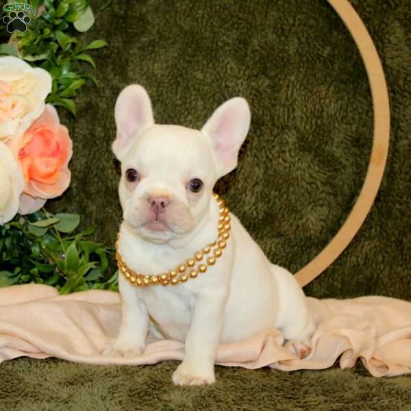 Piper, French Bulldog Puppy