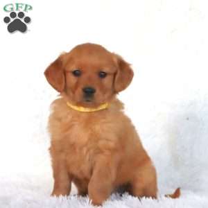 Piper, Golden Retriever Puppy