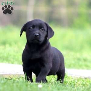 Piper, Black Labrador Retriever Puppy