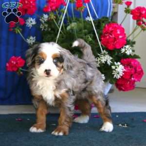 Piper, Mini Bernedoodle Puppy