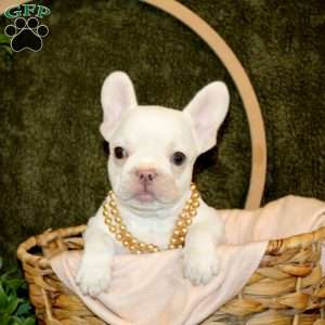 Piper, French Bulldog Puppy