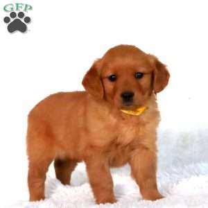 Piper, Golden Retriever Puppy