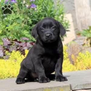 Piper, Black Labrador Retriever Puppy