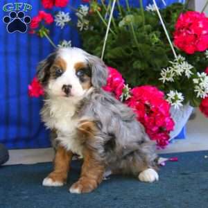 Piper, Mini Bernedoodle Puppy