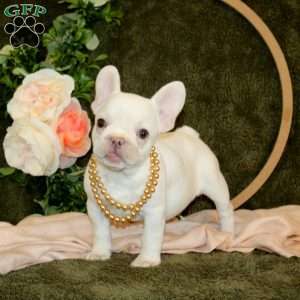 Piper, French Bulldog Puppy