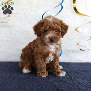 Piper, Toy Poodle Puppy
