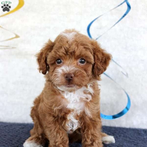Piper, Toy Poodle Puppy