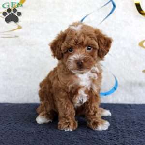 Piper, Toy Poodle Puppy