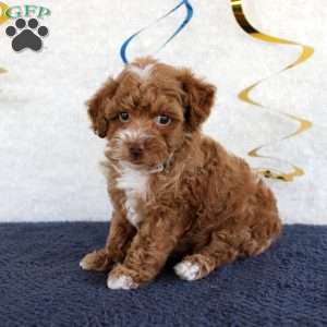 Piper, Toy Poodle Puppy