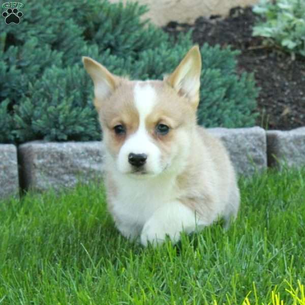 Pippin, Pembroke Welsh Corgi Puppy