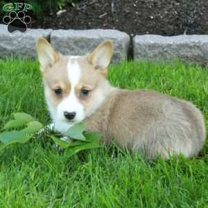 Pippin, Pembroke Welsh Corgi Puppy