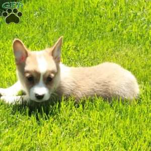 Pippin, Pembroke Welsh Corgi Puppy