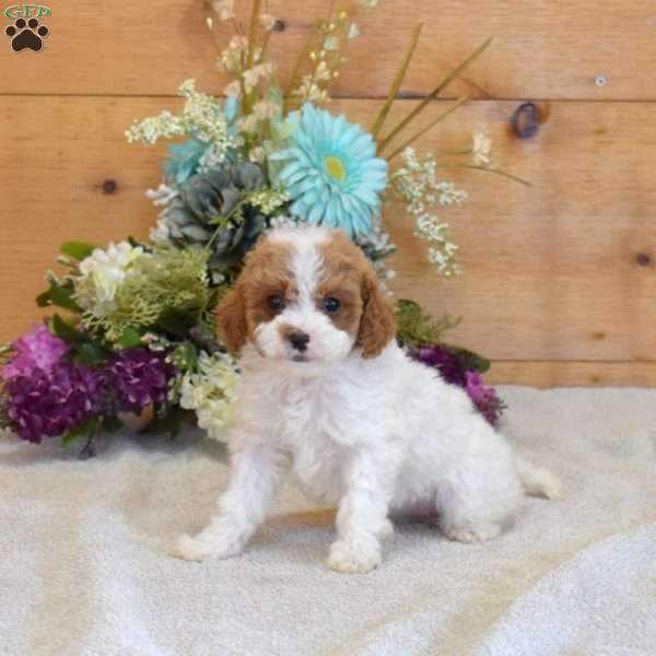 Pixie, Cavapoo Puppy