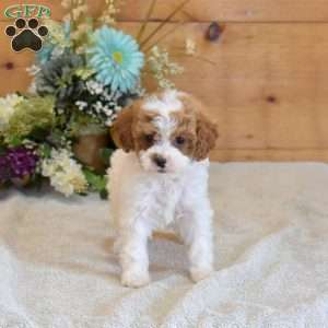 Pixie, Cavapoo Puppy
